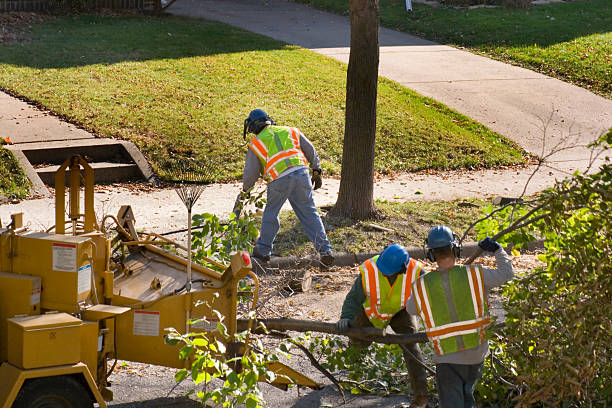 Best Palm Tree Trimming  in Massanutten, VA